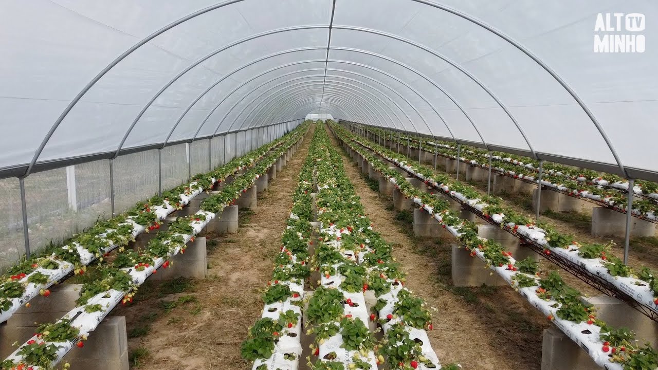 Interior de estufa de morango com fileiras de produção em Odemira